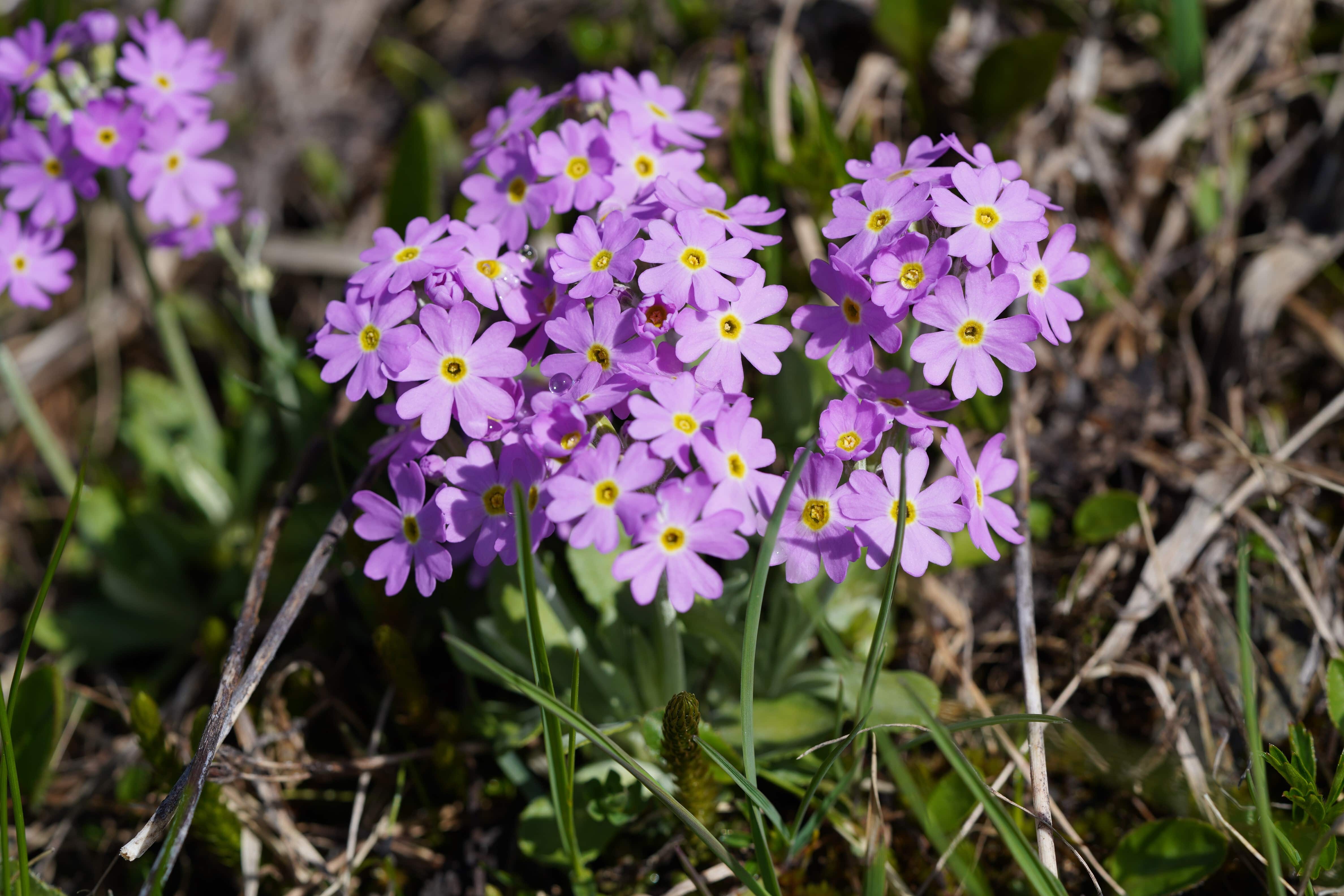 Mehl-Primel (Primula farinosa) kommt auf feuchten, kalkhaltigen Böden vor wie z.B. in Flachmooren vom Typ kalkreiches Kleinseggenried. (Foto Monika Orler) 